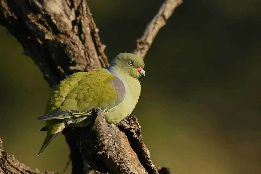 African green pigeon